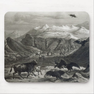 Calf being attacked by the Condors Mouse Pad