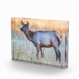 Calf Elk Madison Junction, Wyoming Photo Block
