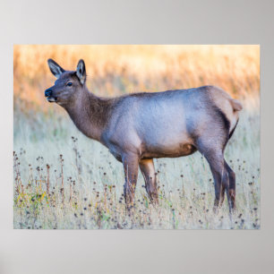 Calf Elk Madison Junction, Wyoming Poster