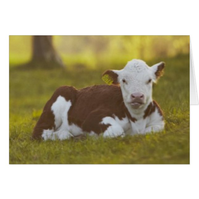 Calf Resting (Front Horizontal)