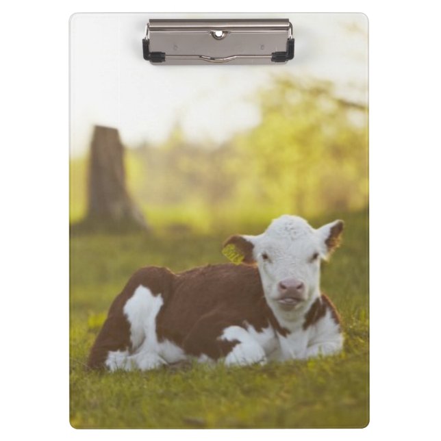 Calf Resting Clipboard (Front)