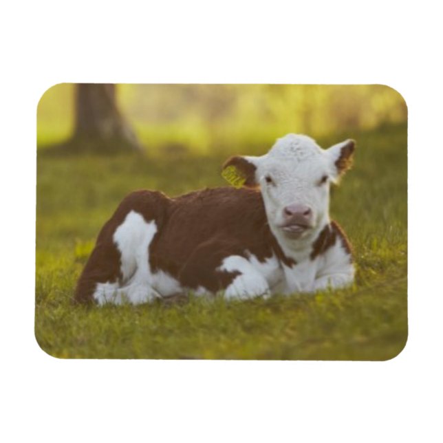 Calf Resting Magnet (Horizontal)