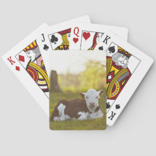 Calf Resting Playing Cards