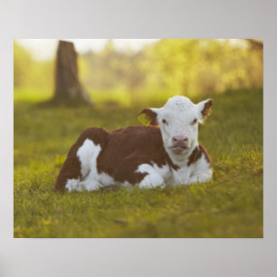 Calf Resting Poster