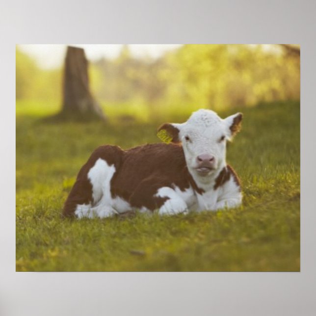Calf Resting Poster (Front)
