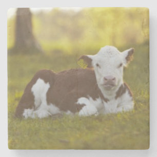 Calf Resting Stone Coaster
