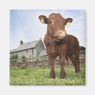 Calf standing in meadow magnet