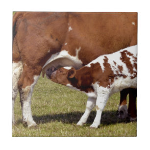 Calf suckling ceramic tile