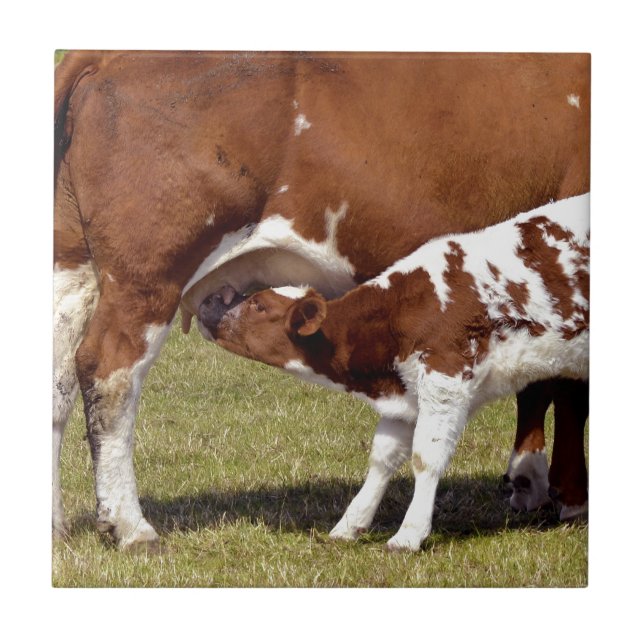 Calf suckling ceramic tile (Front)