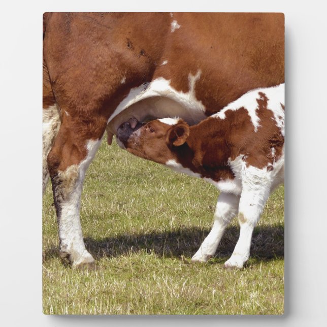 Calf suckling plaque (Front)
