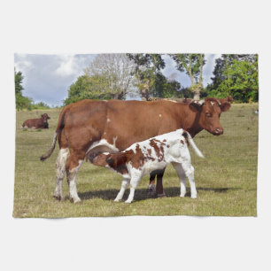 Calf suckling tea towel