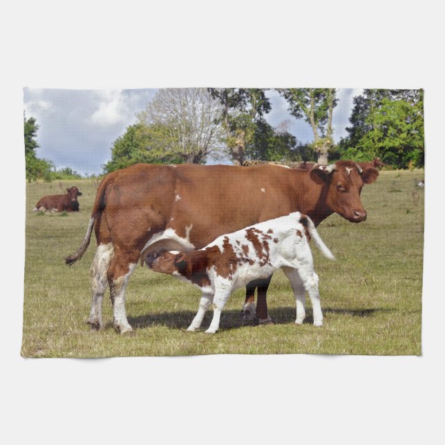 Calf suckling tea towel (Horizontal)
