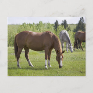 Calgary, Alberta, Canada 2 Postcard