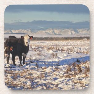 calgary, alberta, canada coaster