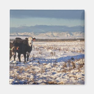 calgary, alberta, canada magnet