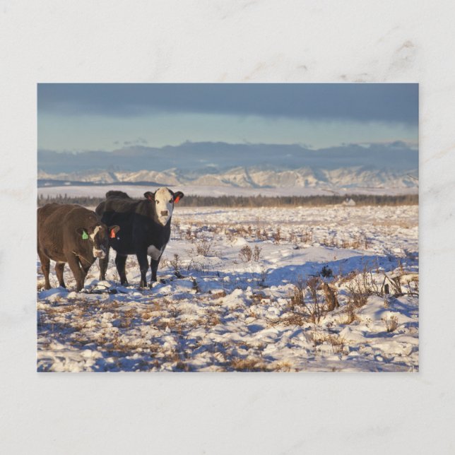 calgary, alberta, canada postcard (Front)