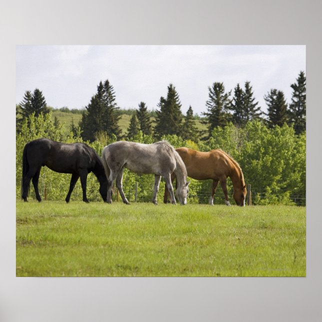 Calgary, Alberta, Canada Poster (Front)