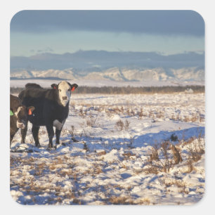 calgary, alberta, canada square sticker