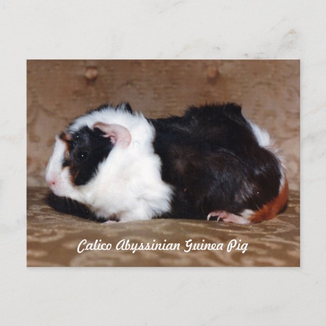 Calico Abyssinian Guinea Pig Postcard (Front)