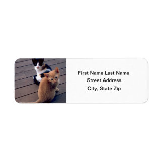 Calico and Orange Kittens Return Address Label