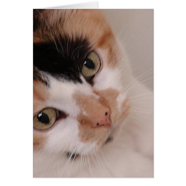 Calico Beauty Cat (Front)