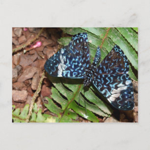 Calico Butterfly Postcard