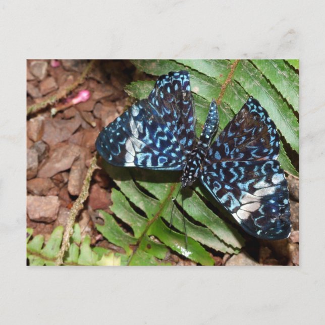 Calico Butterfly Postcard (Front)