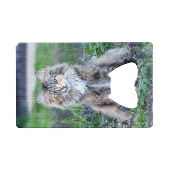 Calico Cat (Front (Horizontal))