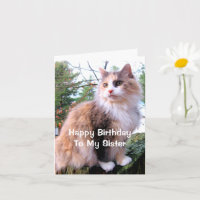 Calico Cat Birthday Sister