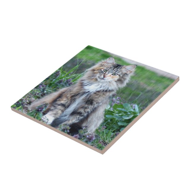 Calico Cat Ceramic Tile (Side)