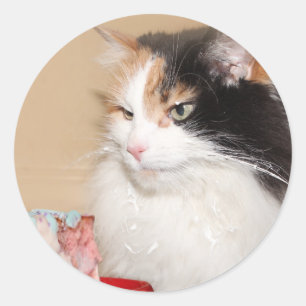 Calico cat eats birthday cake classic round sticker