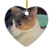 Calico Cat in Cat Bed