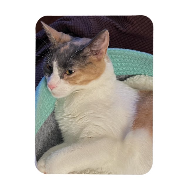 Calico Cat in Cat Bed Flexible Magnet (Vertical)