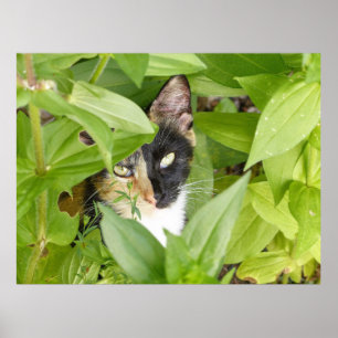 Calico Cat in the Zinnias Poster