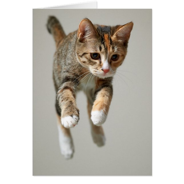 Calico Cat Jumping (Front)