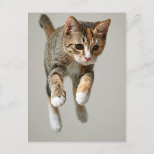 Calico Cat Jumping Postcard