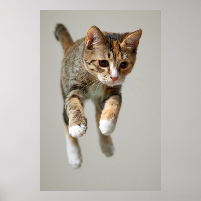 Calico Cat Jumping Poster (Front)