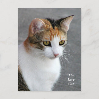 Calico Cat Love Postcard