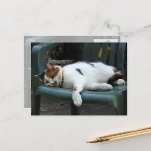 Calico cat lying on a chair postcard