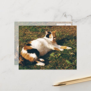 Calico cat lying on the grass postcard