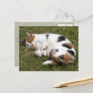 Calico cat lying on the grass postcard