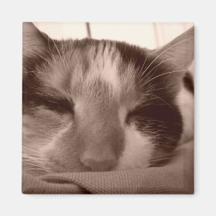 Calico cat magnet