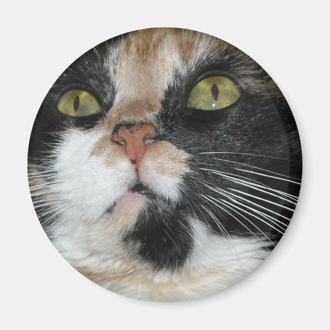 Calico Cat Magnet (Front)