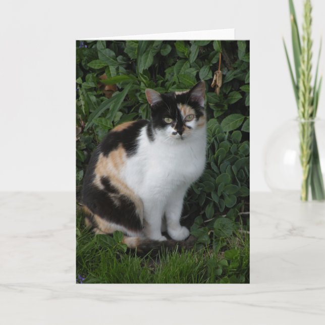 Calico cat note card (Front)