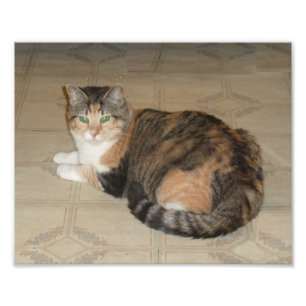 Calico Cat Photo Print