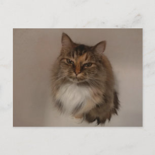 Calico Cat post card