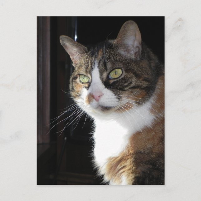 Calico Cat Postcard (Front)