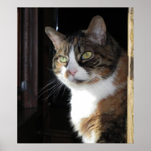 Calico Cat Poster