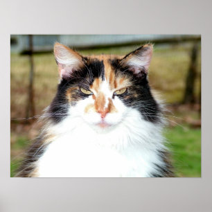 Calico Cat Poster