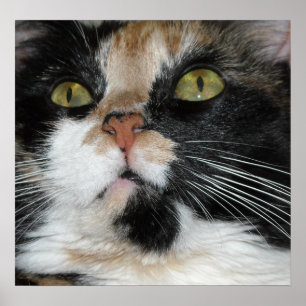 Calico Cat Poster